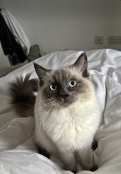 Lost Female Cat last seen Churchill Avenue, Lloyd George Avenue, Kibworth Beauchamp, England LE8 0XJ