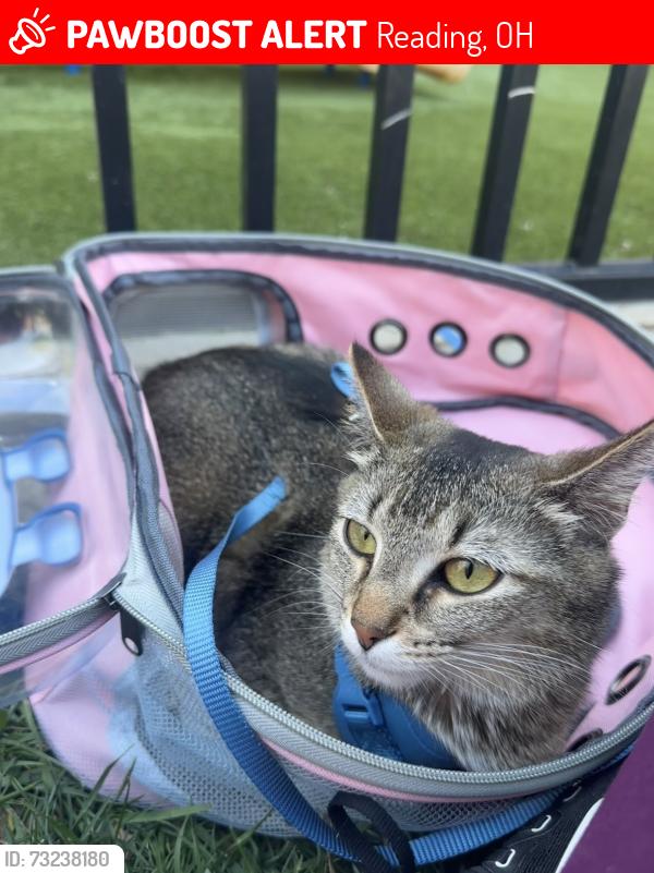 Lost Female Cat last seen Reading road and e. Columbia Ave reading, oh, Reading, OH 45215