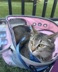 Lost Female Cat last seen Reading road and e. Columbia Ave reading, oh, Reading, OH 45215