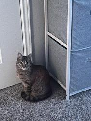 Reunited Female Cat last seen Virginia Pine and Hebron, Carrollton, TX 75007