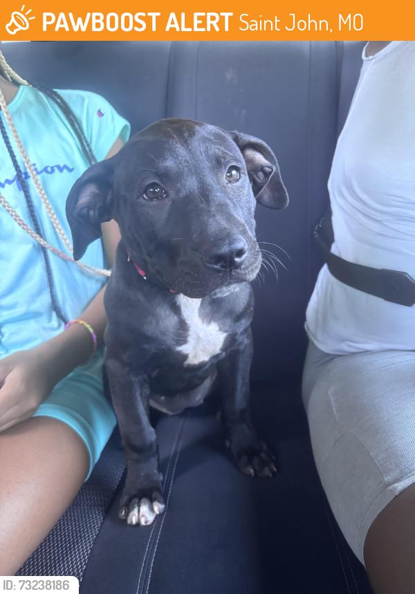 Found/Stray Male Dog last seen St Louis Avenue & Union, Saint John, MO 63114