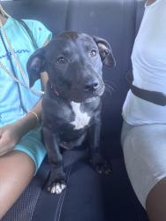 Found/Stray Male Dog last seen St Louis Avenue & Union, Saint John, MO 63114
