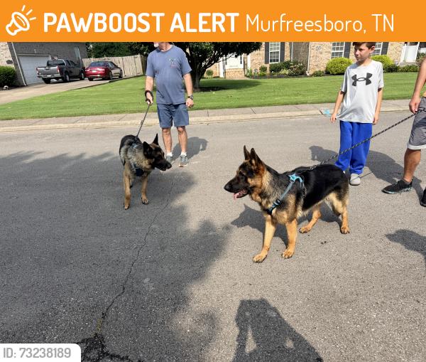 Found/Stray Unknown Dog last seen Haynes, Murfreesboro, TN 37129