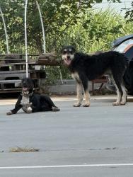 Found/Stray Unknown Dog last seen Parking lot, Edmond, OK 73013