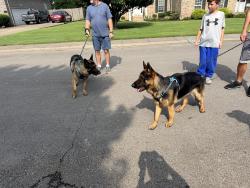 Found/Stray Unknown Dog last seen Haynes, Murfreesboro, TN 37129