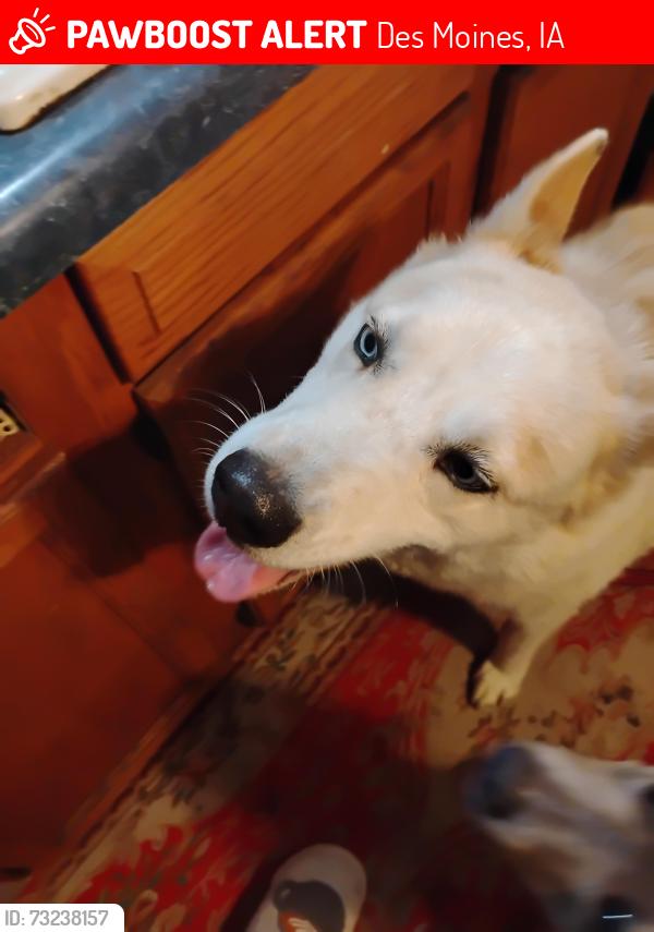 Lost Male Dog last seen University Ave, close to Evelyn Park, Des Moines, IA 50314