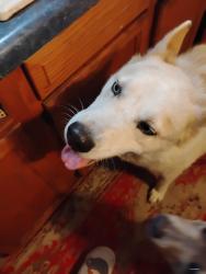Lost Male Dog last seen University Ave, close to Evelyn Park, Des Moines, IA 50314