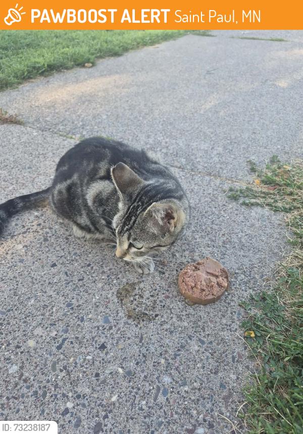 Found/Stray Female Cat last seen White Bear and Cottage Ave, Saint Paul, MN 55106