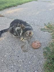 Found/Stray Female Cat last seen White Bear and Cottage Ave, Saint Paul, MN 55106
