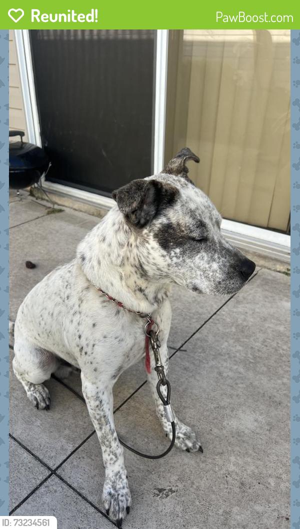 Reunited Male Dog last seen Beechwood and Shay, Lady Lake, FL 32159