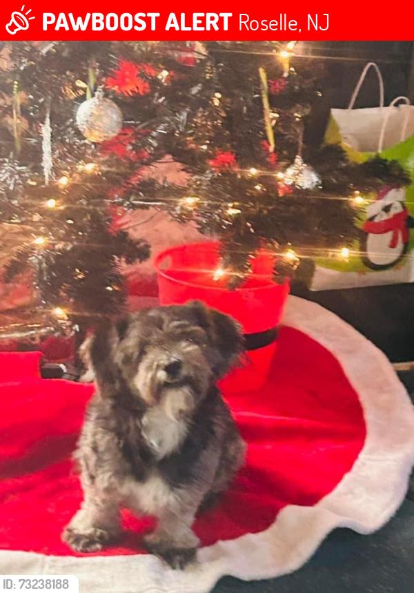Lost Male Dog last seen Walnut st, Roselle, NJ 07203