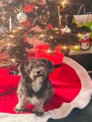 Lost Male Dog last seen Walnut st, Roselle, NJ 07203
