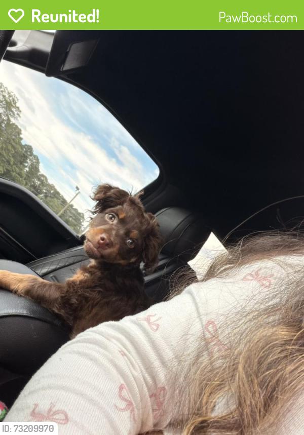 Reunited Male Dog last seen Wexford ln Norcross ga, Norcross, GA 30071
