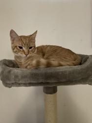 Reunited Male Cat last seen Front range and Bryant Court, Denver, CO 80234
