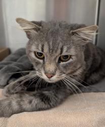 Shelter Stray Male Cat last seen Near E Park Avenue, San Diego, CA, 92173, 5500 Gaines St, San Diego, CA 92110, USA