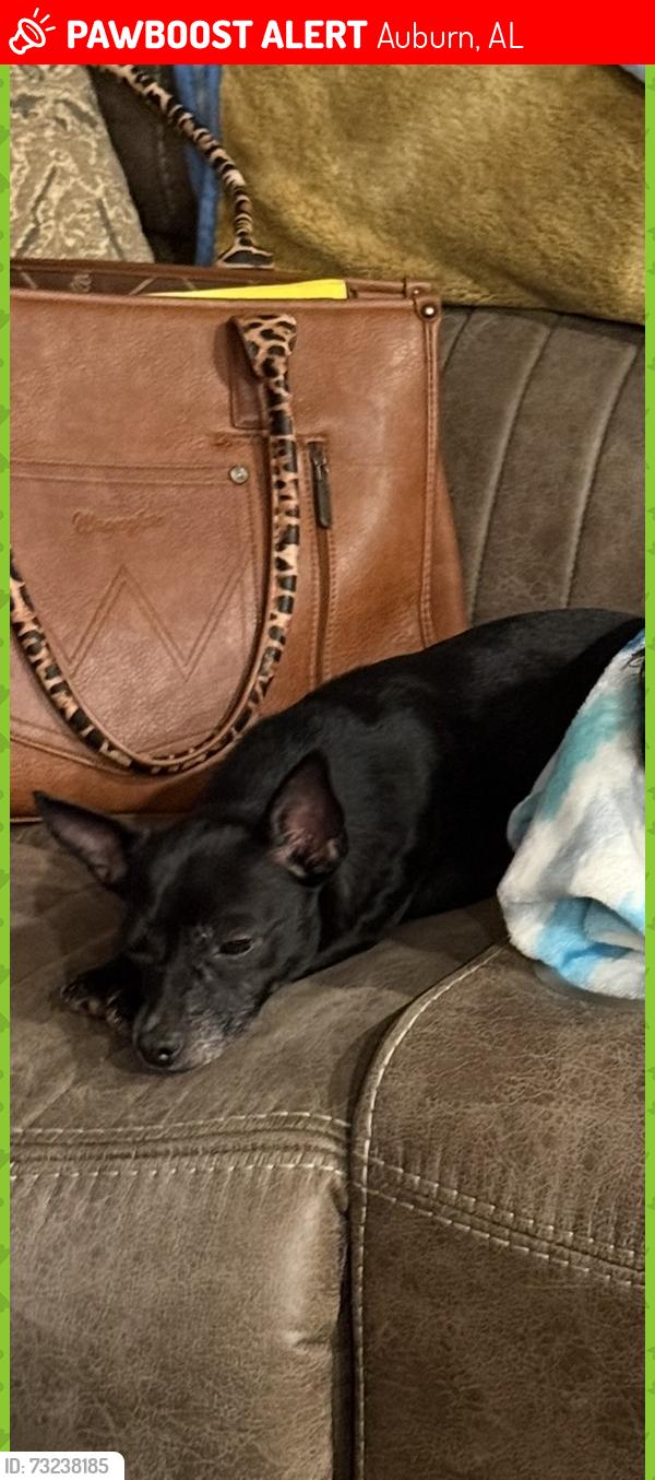 Lost Female Dog last seen East Drake Ave Auburn Alabama, Auburn, AL 36830
