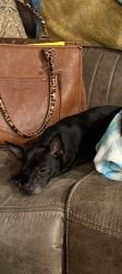 Lost Female Dog last seen East Drake Ave Auburn Alabama, Auburn, AL 36830