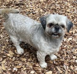 Reunited Female Dog last seen Palmer Rd, Lebanon, TN, USA, Lebanon, TN 37087