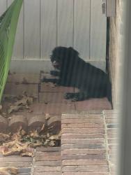 Found/Stray Unknown Dog last seen Old Greenwood and Gary St, Fort Smith, AR 72903