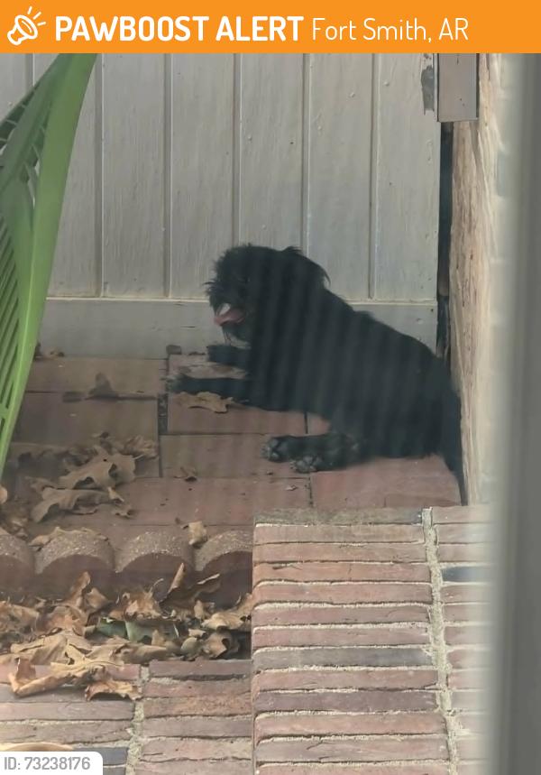 Found/Stray Unknown Dog last seen Old Greenwood and Gary St, Fort Smith, AR 72903