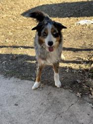 Reunited Male Dog last seen Near Co Rd 155, Kaufman, TX 75142, USA, Kaufman, TX 75142