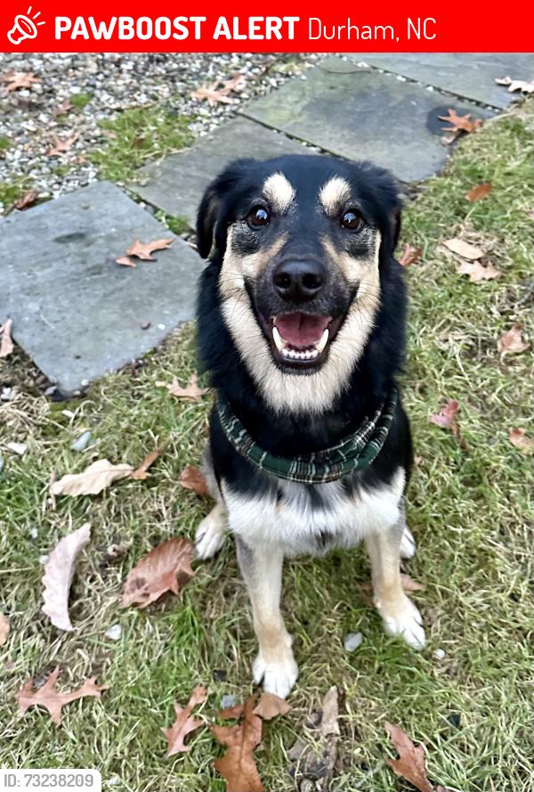 Lost Male Dog last seen Near and Rollingwood, Durham, NC 27713