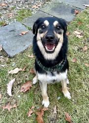 Lost Male Dog last seen Near and Rollingwood, Durham, NC 27713