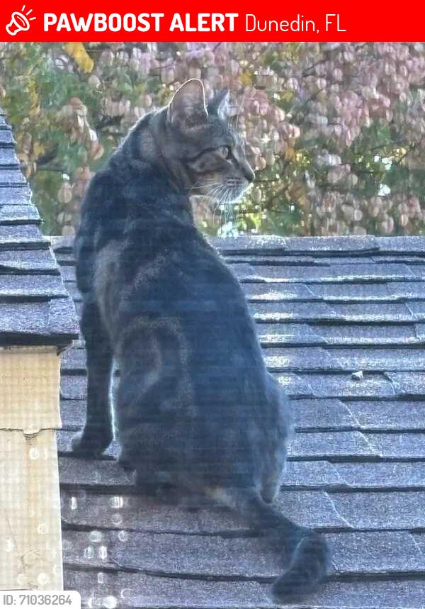Lost Male Cat last seen Near 1/2 ORANGE AV, Dunedin, FL 34698