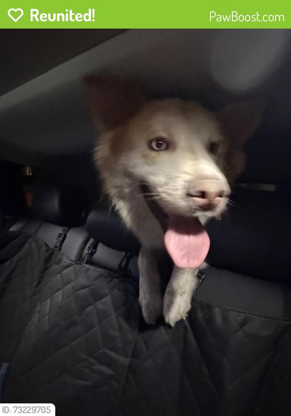 Reunited Male Dog last seen Near exit off of 90, San Antonio, TX 78253