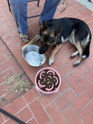 Reunited Female Dog last seen Mar Vista & California, Possibly Sunset, Whittier, CA 90602