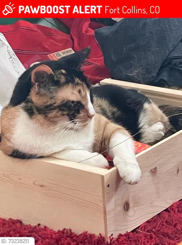 Lost Female Cat last seen Gregory, Fort Collins, CO 80524
