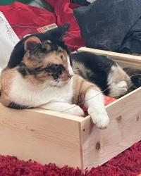 Lost Female Cat last seen Gregory, Fort Collins, CO 80524
