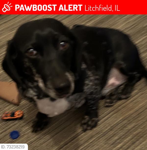 Lost Male Dog last seen Last saw near 18th ave and 200 E county road, Litchfield, IL 62056