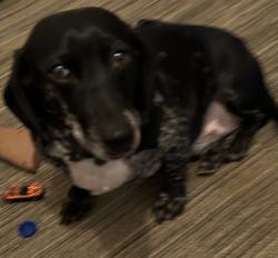 Lost Male Dog last seen Last saw near 18th ave and 200 E county road, Litchfield, IL 62056