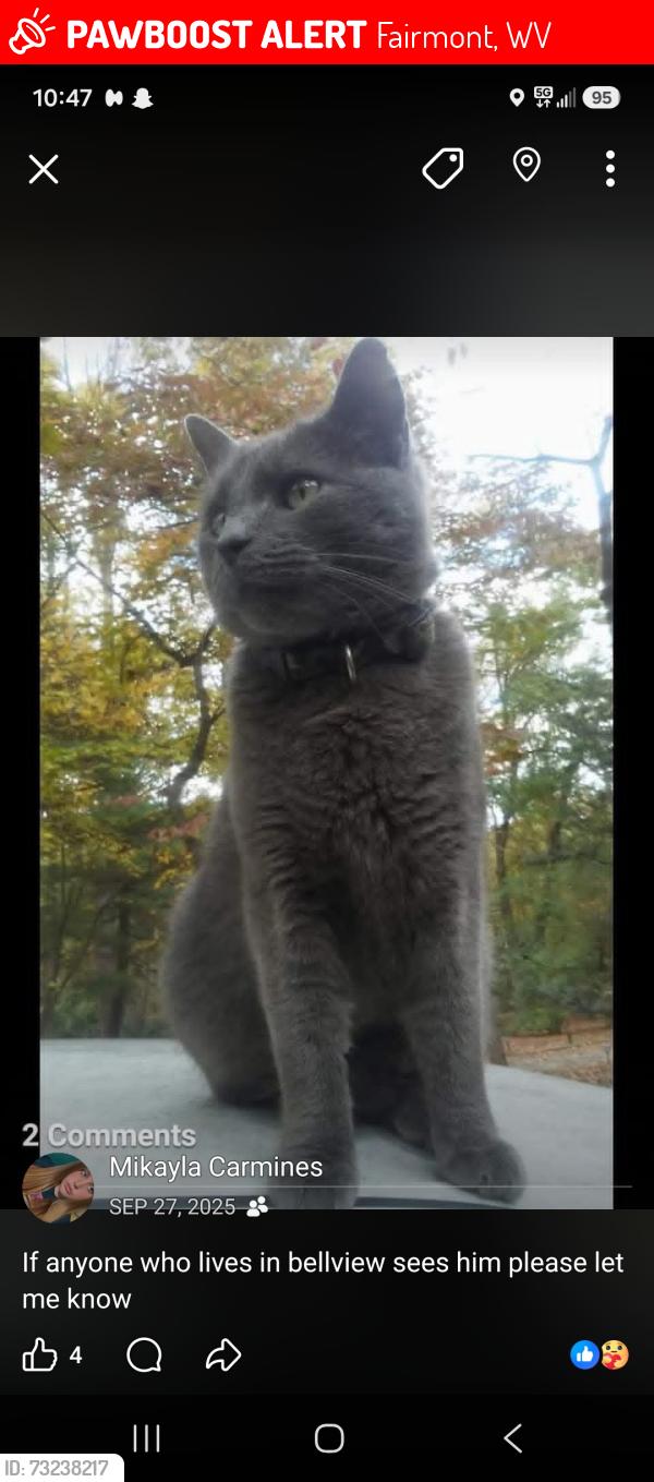 Lost Male Cat last seen Pennsylvania ave, Fairmont, WV 26554
