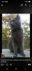 Lost Male Cat last seen Pennsylvania ave, Fairmont, WV 26554