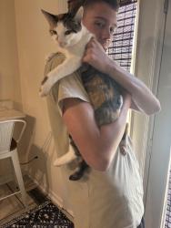 Lost Female Cat last seen Stouts road, Kimberly, AL 35091