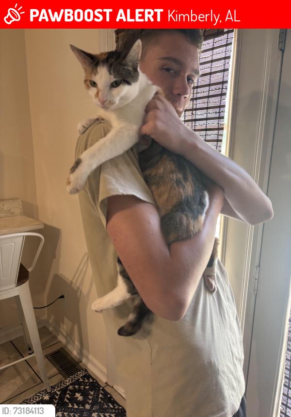 Lost Female Cat last seen Stouts road, Kimberly, AL 35091