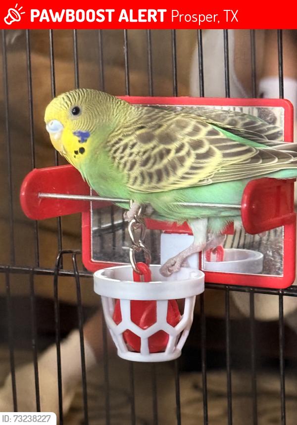 Lost Female Bird last seen Park, Prosper, TX 75078