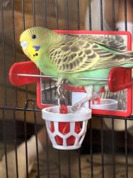 Lost Female Bird last seen Park, Prosper, TX 75078