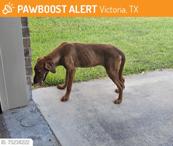 Found/Stray Female Dog last seen Terra vista, Victoria, TX 77904