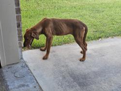 Found/Stray Female Dog last seen Terra vista, Victoria, TX 77904