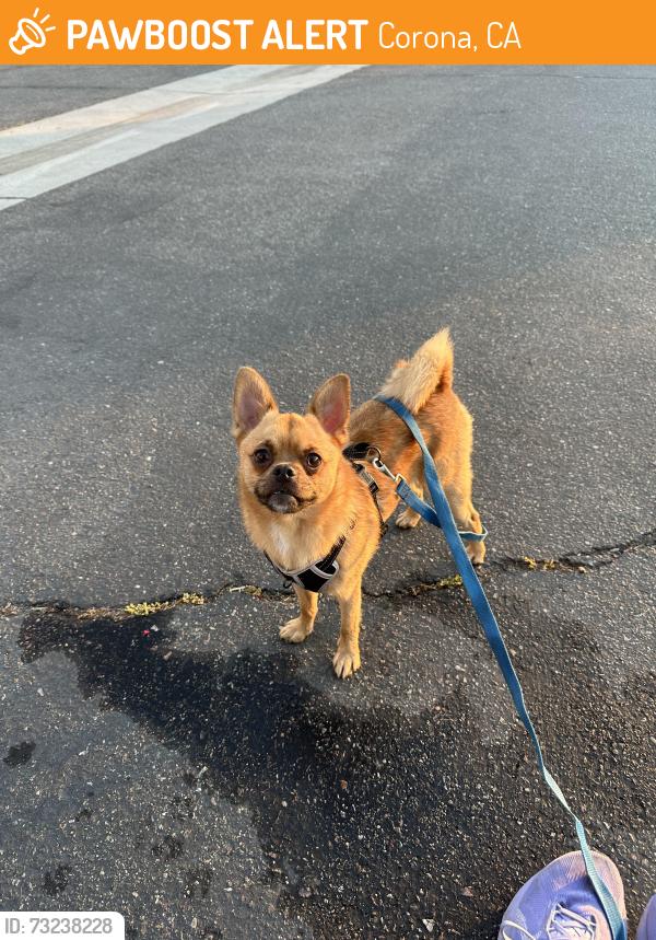 Found/Stray Male Dog last seen Ontario park, Corona, CA 92882