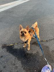 Found/Stray Male Dog last seen Ontario park, Corona, CA 92882