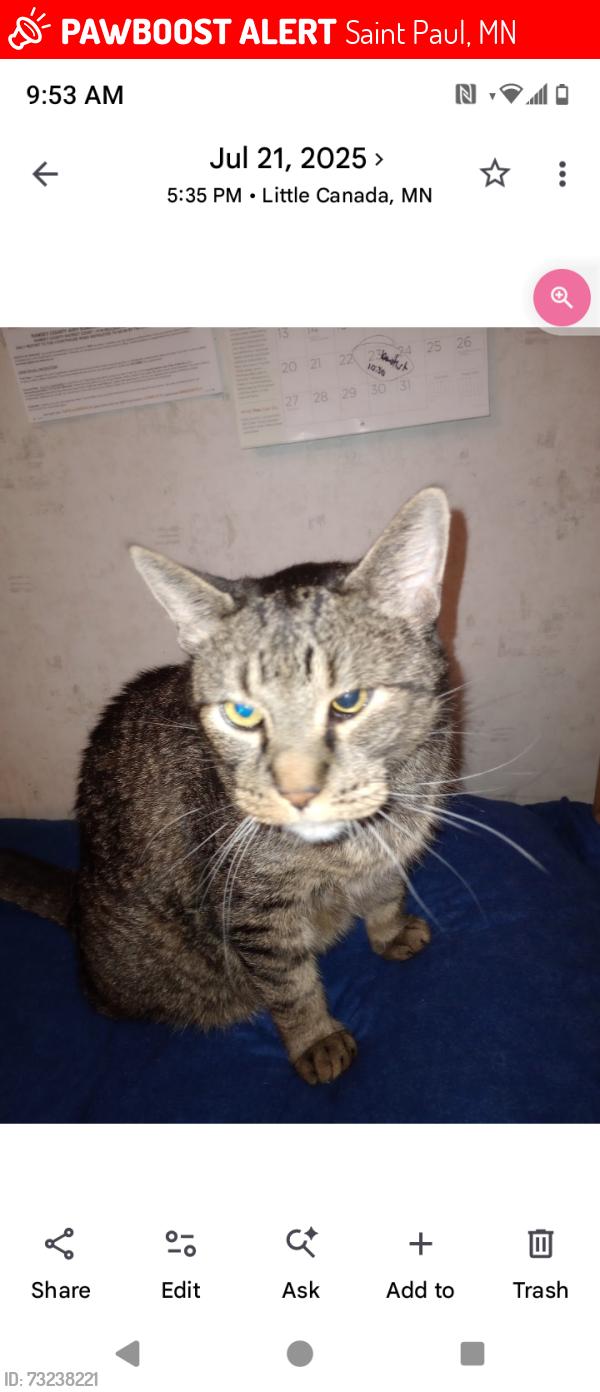 Lost Male Cat last seen Western & Thomas, Saint Paul, MN 55103