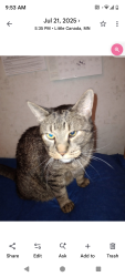 Lost Male Cat last seen Western & Thomas, Saint Paul, MN 55103