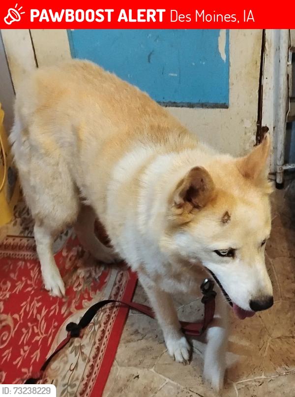 Lost Male Dog last seen Near 14th Street Des Moines Iowa 50314, Des Moines, IA 50314