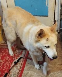 Lost Male Dog last seen Near 14th Street Des Moines Iowa 50314, Des Moines, IA 50314
