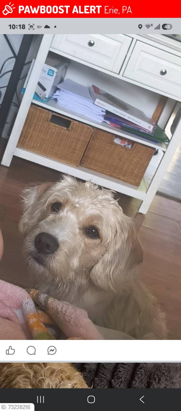 Lost Male Dog last seen essex ave and pine ave, Erie, PA 16504