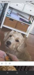 Lost Male Dog last seen essex ave and pine ave, Erie, PA 16504